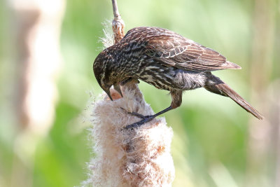 Looking in the Seed Head