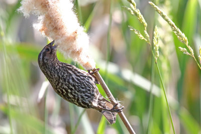 Picking Some Seeds