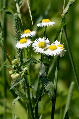 Prairie Wildflower Flower