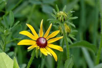 Early Prairie Blooms