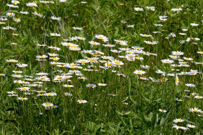 Fleabane Field