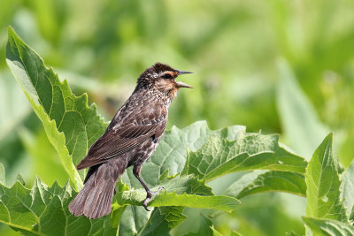 Blackbird Blast