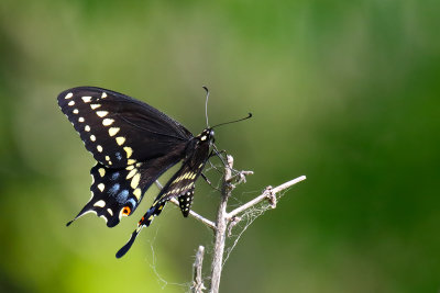 Basking Butterfly