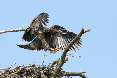 Flying Across the Nest