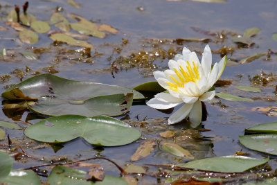 Flower in the Water