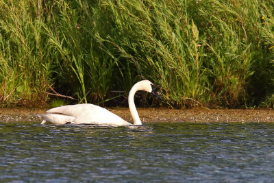 Swan Along the Shore