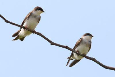 Sitting Swallows