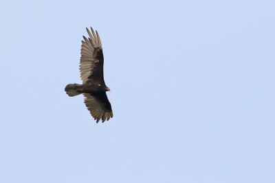 Vulture on the Move