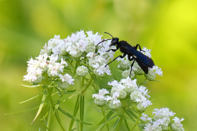 Working a Flower