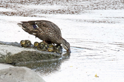 Busy Mom