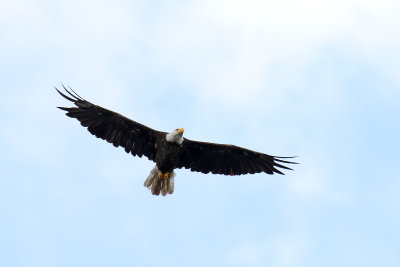 Eagle Flyby