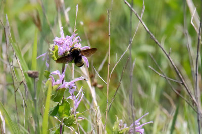 Pollinator 