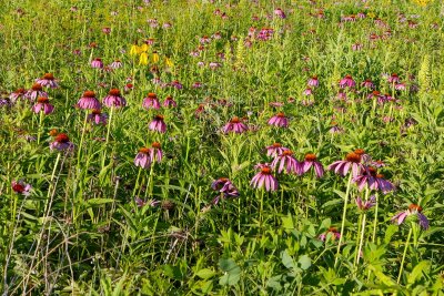 Field of Coneflower