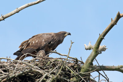 Big Bird in a Big Nest