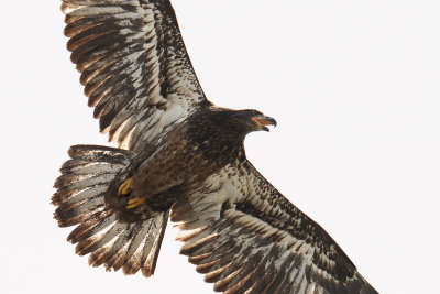 Eaglet Overhead