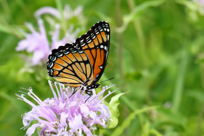 Monarch Imposter