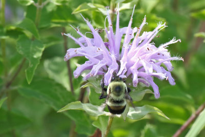 Bee and Bee Balm