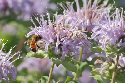 Pollen Check