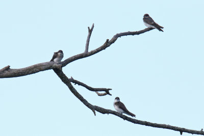 Some Swallows