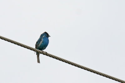 Blue on the Wire 