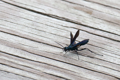 Black and Blue Wasp