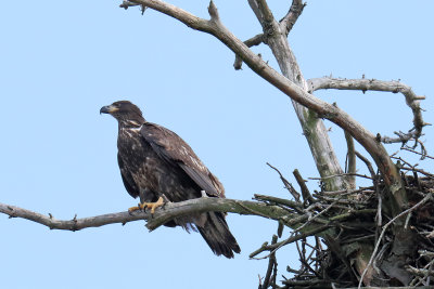 Near to the Nest