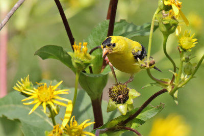 Picking Out Seeds