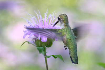 Pushing Petals