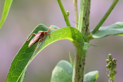 Bug on a Leaf