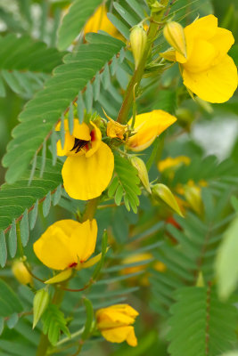 Yellow Prairie Flower