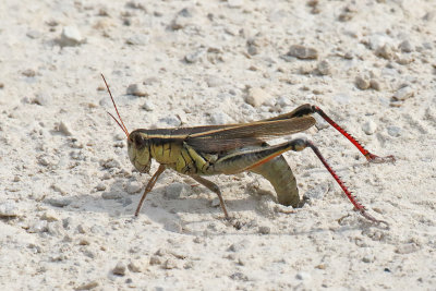 More Grasshoppers