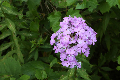 Late in the Year Phlox
