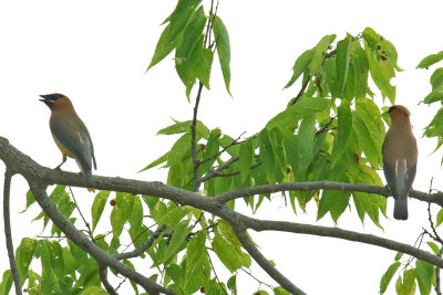 Two in a Tree