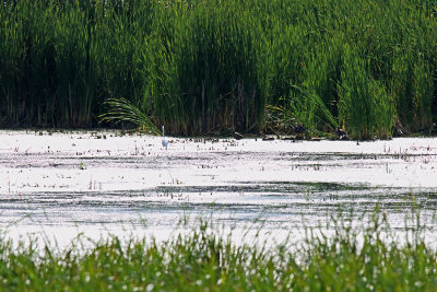 Water and Wetland