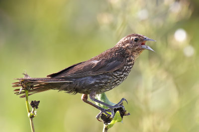 Giving Some Beak