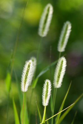 Seeds in the Sun