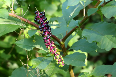 Pretty But Not Edible 