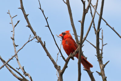 Crest in Red