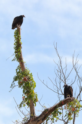 Vulture Siblings