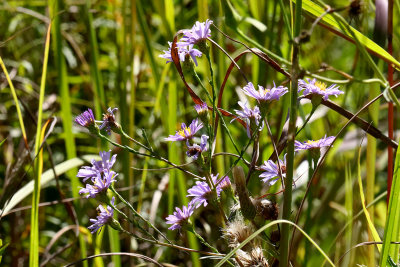 Aster Time