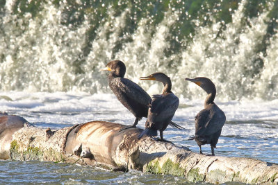 Three Below the Dam