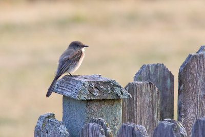 Perched on a Fence Post