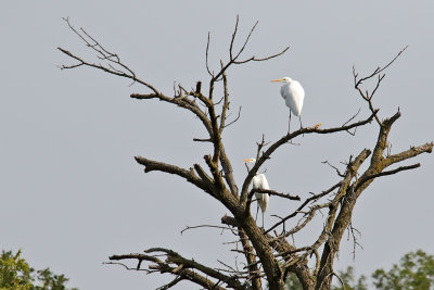 Egrets Up High