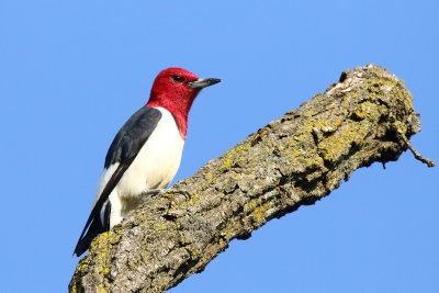 A Real Redhead