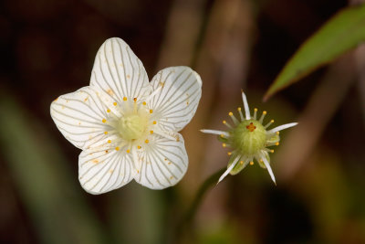 Fen Flower