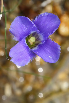 Blue and Purple