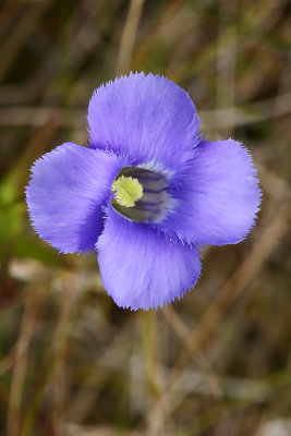 Last Blooms