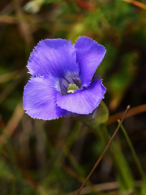 Found in a Fen