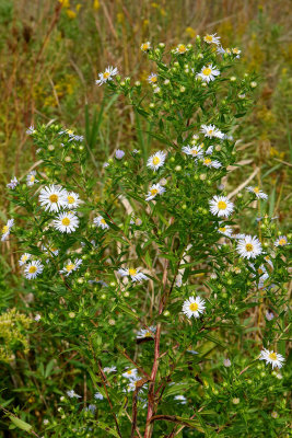 September Aster