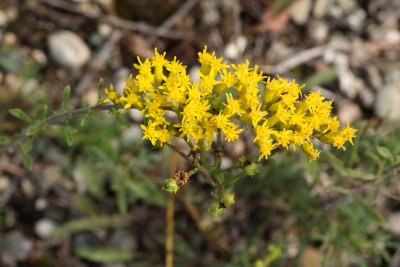 Golden Flowers